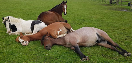 Ponies laying down