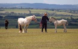 Four ponies of varying colours and sizes grazing in a paddock at the top of a hill