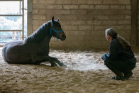World Horse Welfare groom checks on pony lying down in crew yard