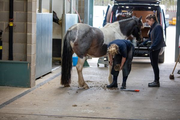 World Horse Welfare groom holds pony for farrier to trim feet