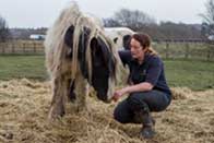 two horses tethered to a live animal export truck