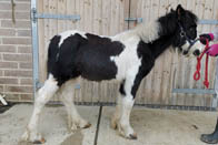 two horses tethered to a live animal export truck