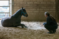 two horses tethered to a live animal export truck