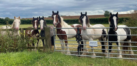 Horses linedup at the gate