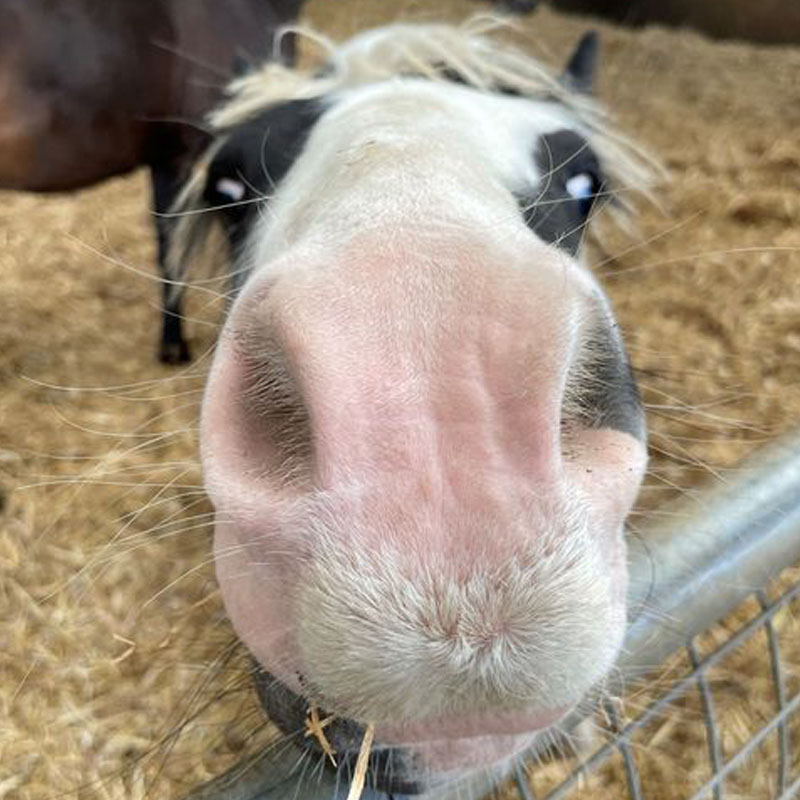 Tibbs the foal