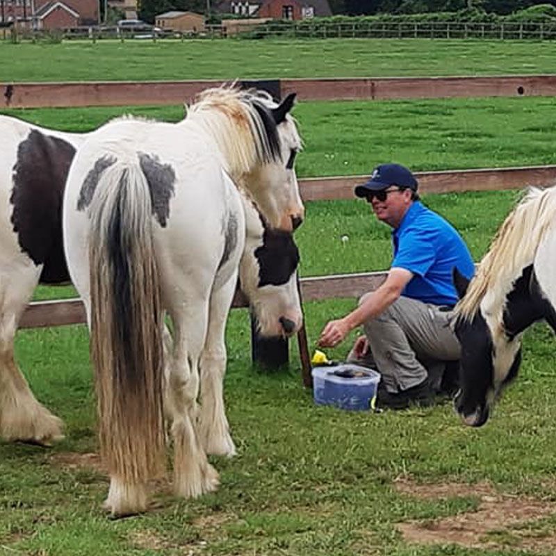 Horses in field with staff