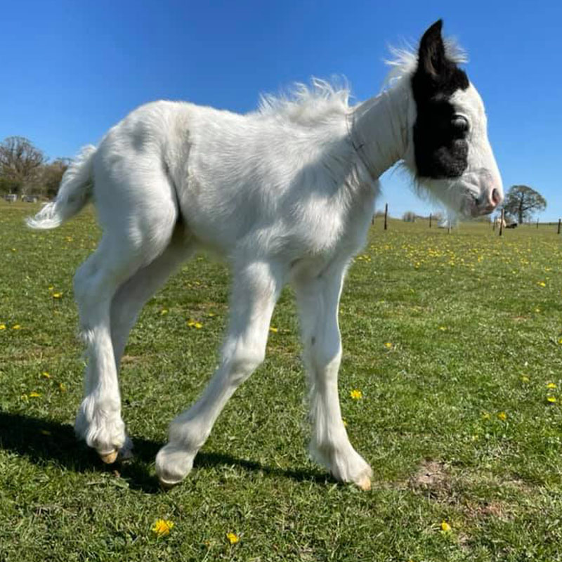 Lottie in the stable