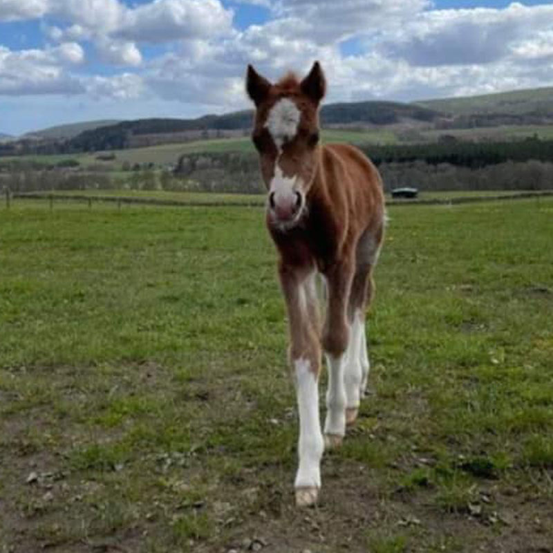 Tibbs the foal