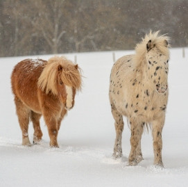 two horses in the snow