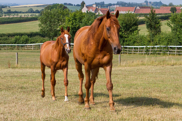 two horses in a field at Glenda Spooner Farm