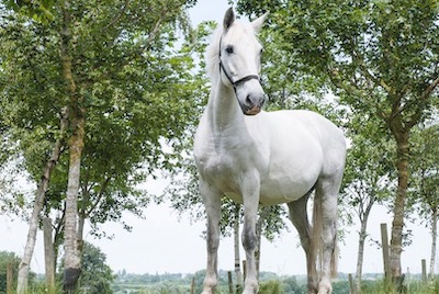 white horse standing in front of trees