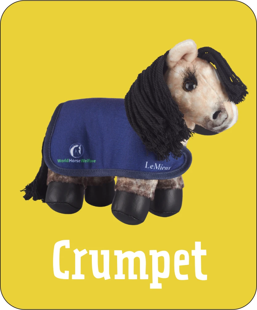 Photograph of cuddly horse mascot Crumpet