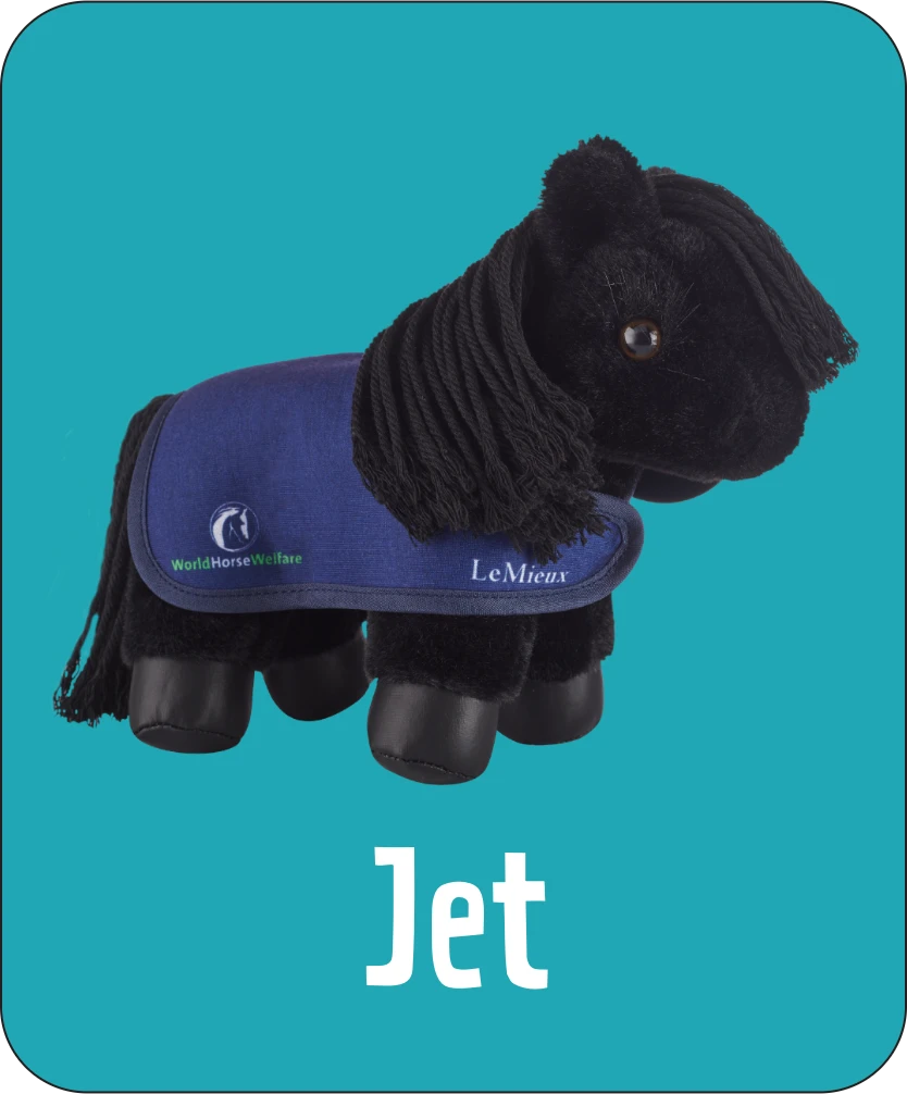 Photograph of cuddly horse mascot Jet
